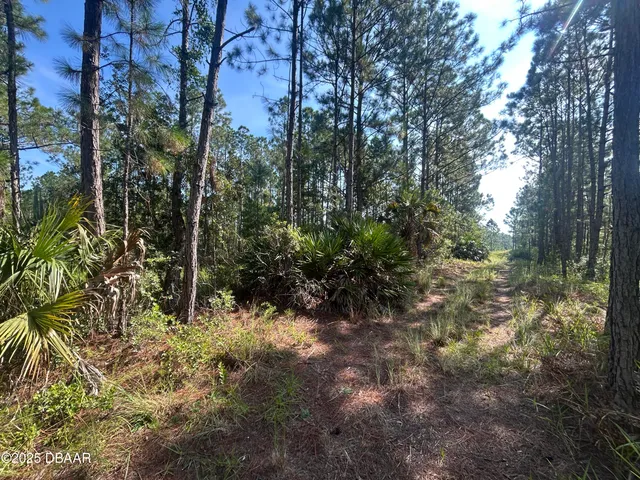 a view of a forest with large trees