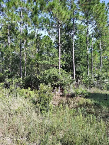 a view of a lush green forest