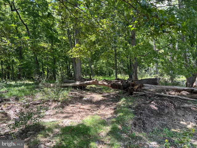 a green field with lots of trees