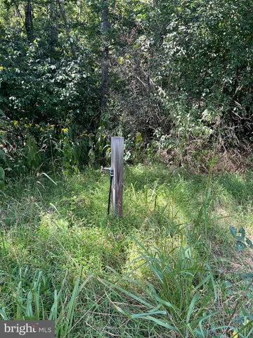 a view of backyard with tree