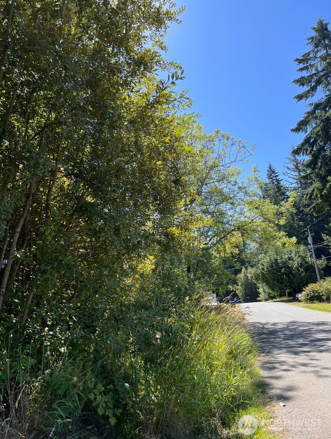 16640 184th Avenue Southeast Renton, WA 98058 - Photo 3 of 4 a view of a forest with a tree
