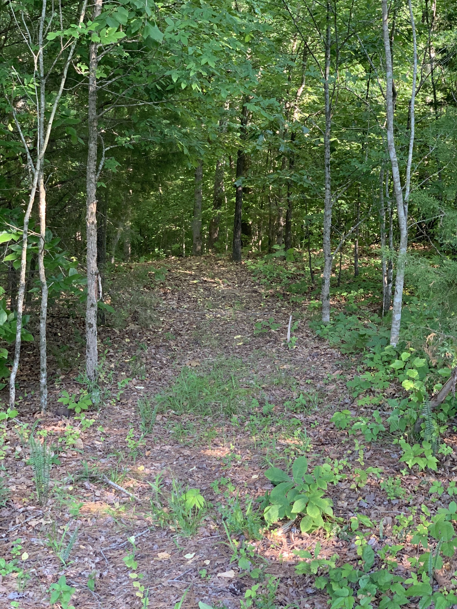 7481 Liberty Road Fairview, TN 37062 - Photo 9 of 21 Gallery Image 9