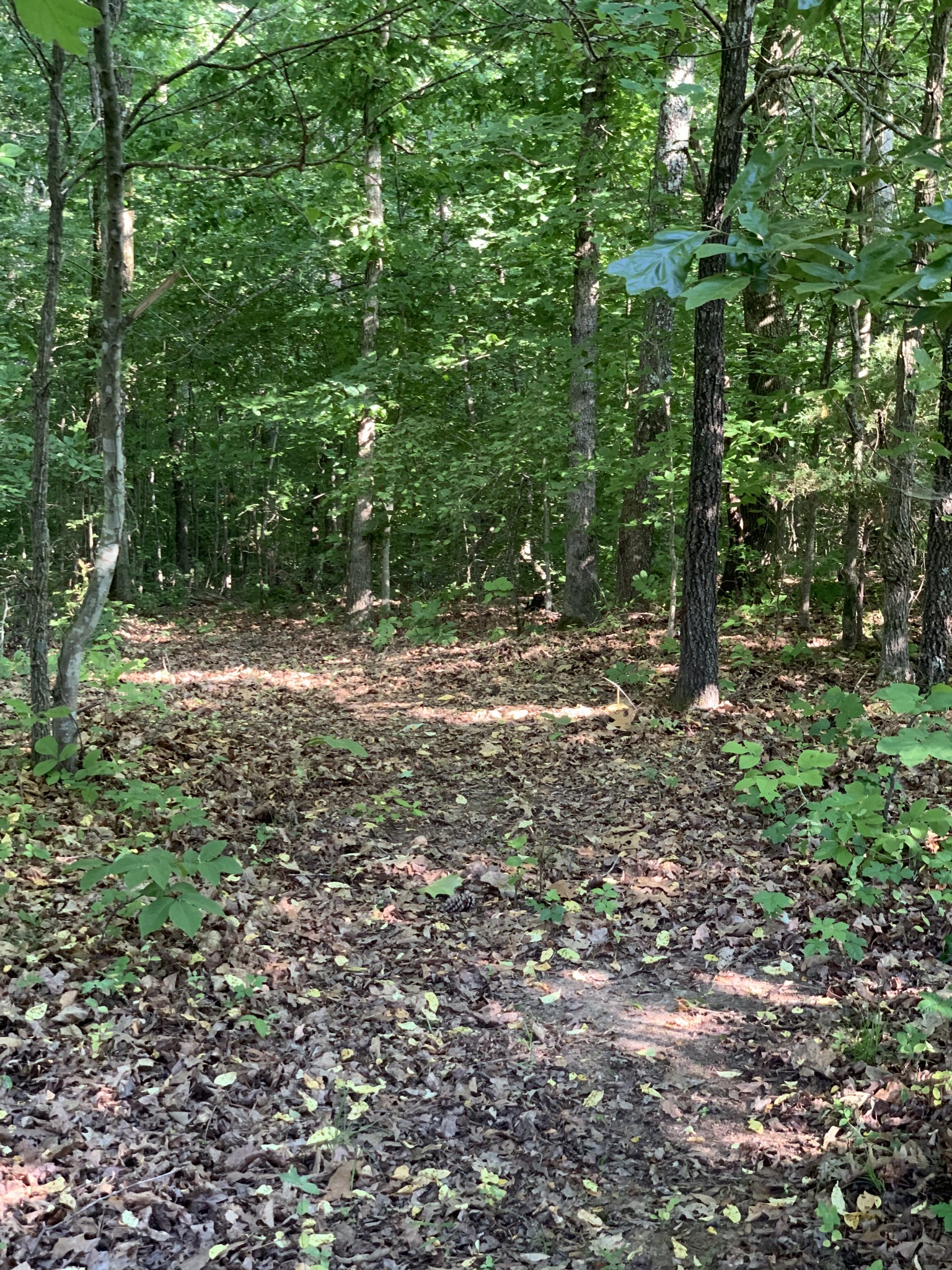 7481 Liberty Road Fairview, TN 37062 - Photo 10 of 21 Gallery Image 10