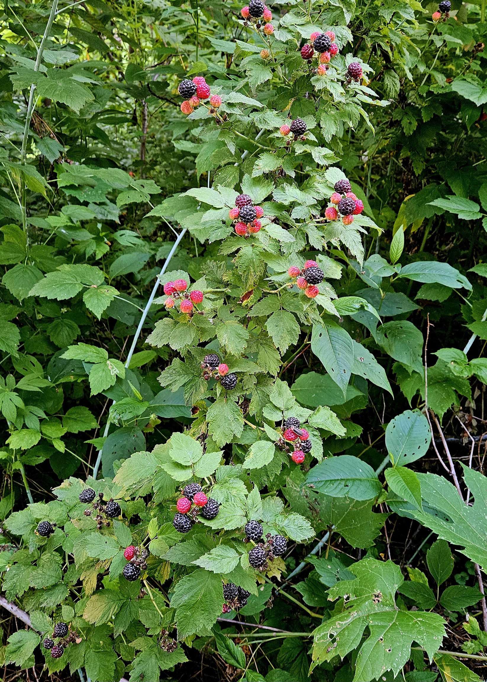 206 Church Street Merrimac, WI 53561 - Photo 51 of 55