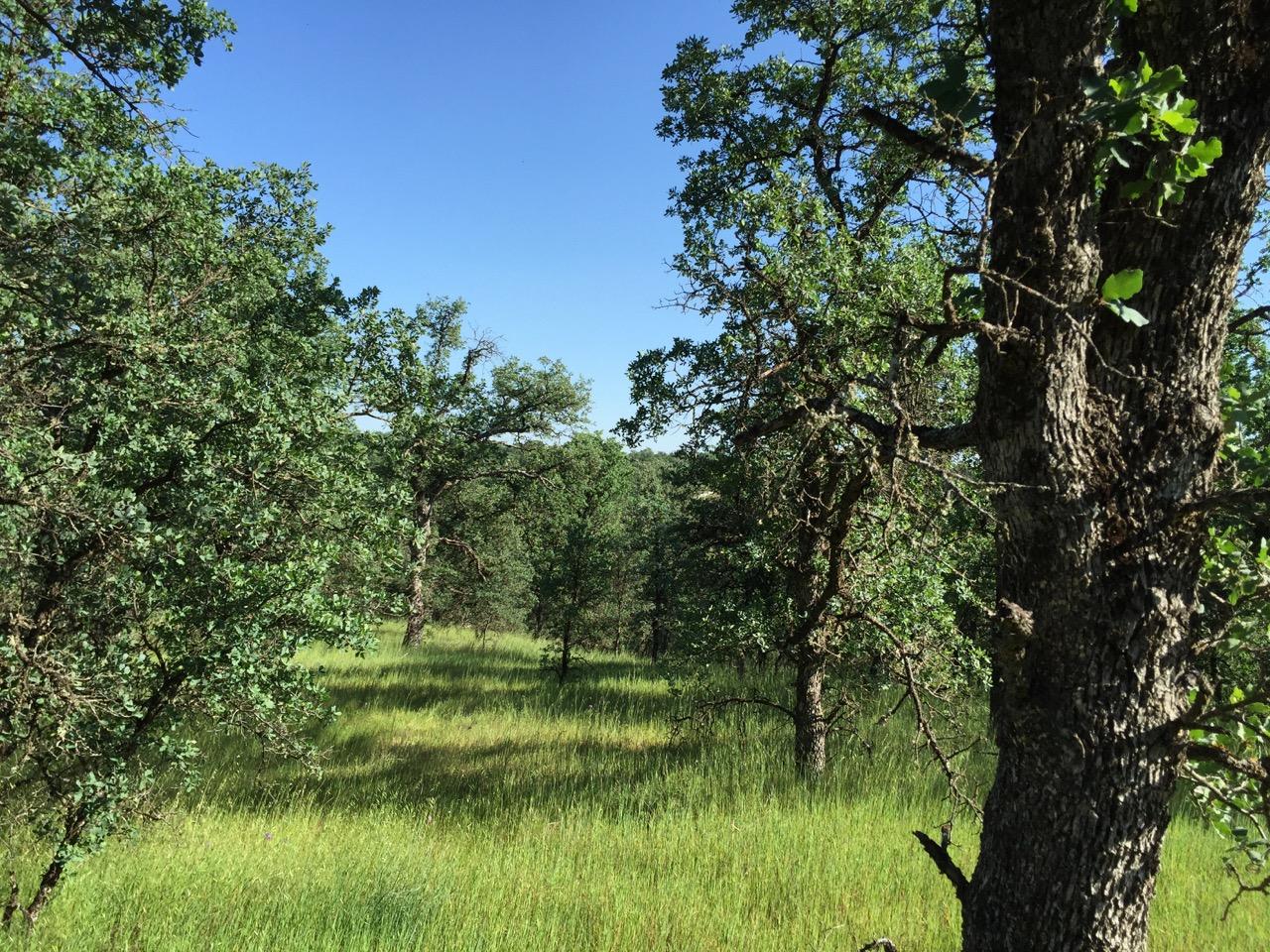 8.69-ac Quail Ridge Road Cottonwood, CA 96022 - Photo 1 of 15 IMG_0266.jpeg