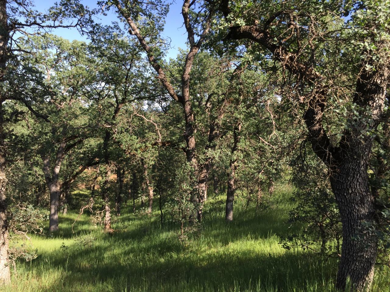 8.69-ac Quail Ridge Road Cottonwood, CA 96022 - Photo 11 of 15 IMG_0267.jpeg