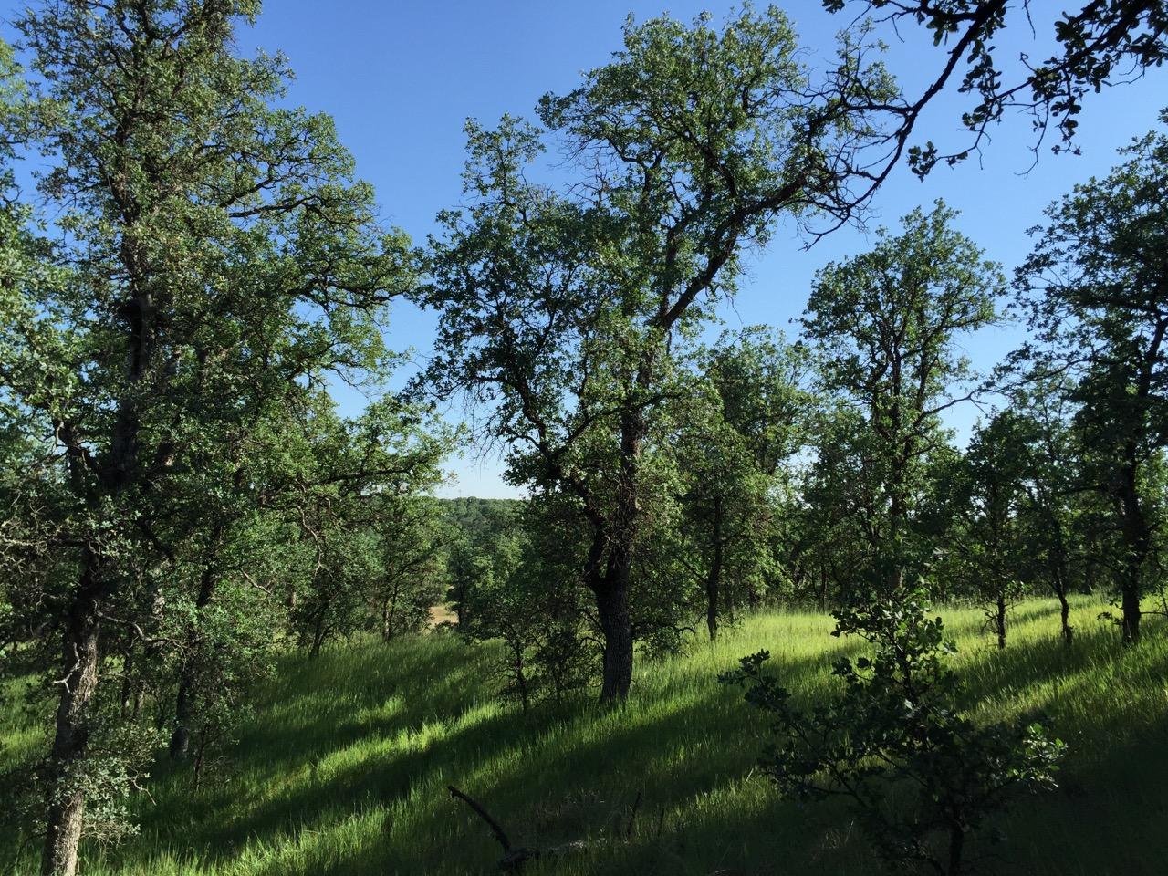 8.69-ac Quail Ridge Road Cottonwood, CA 96022 - Photo 12 of 15 IMG_0268.jpeg