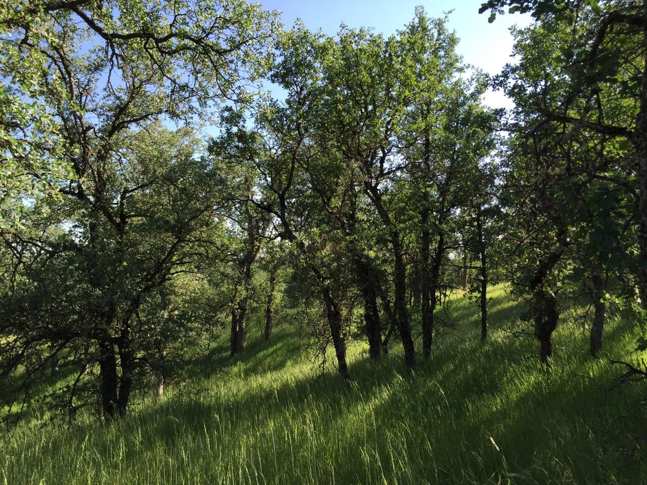 8.69-ac Quail Ridge Road Cottonwood, CA 96022 - Photo 14 of 15 IMG_0270.jpeg