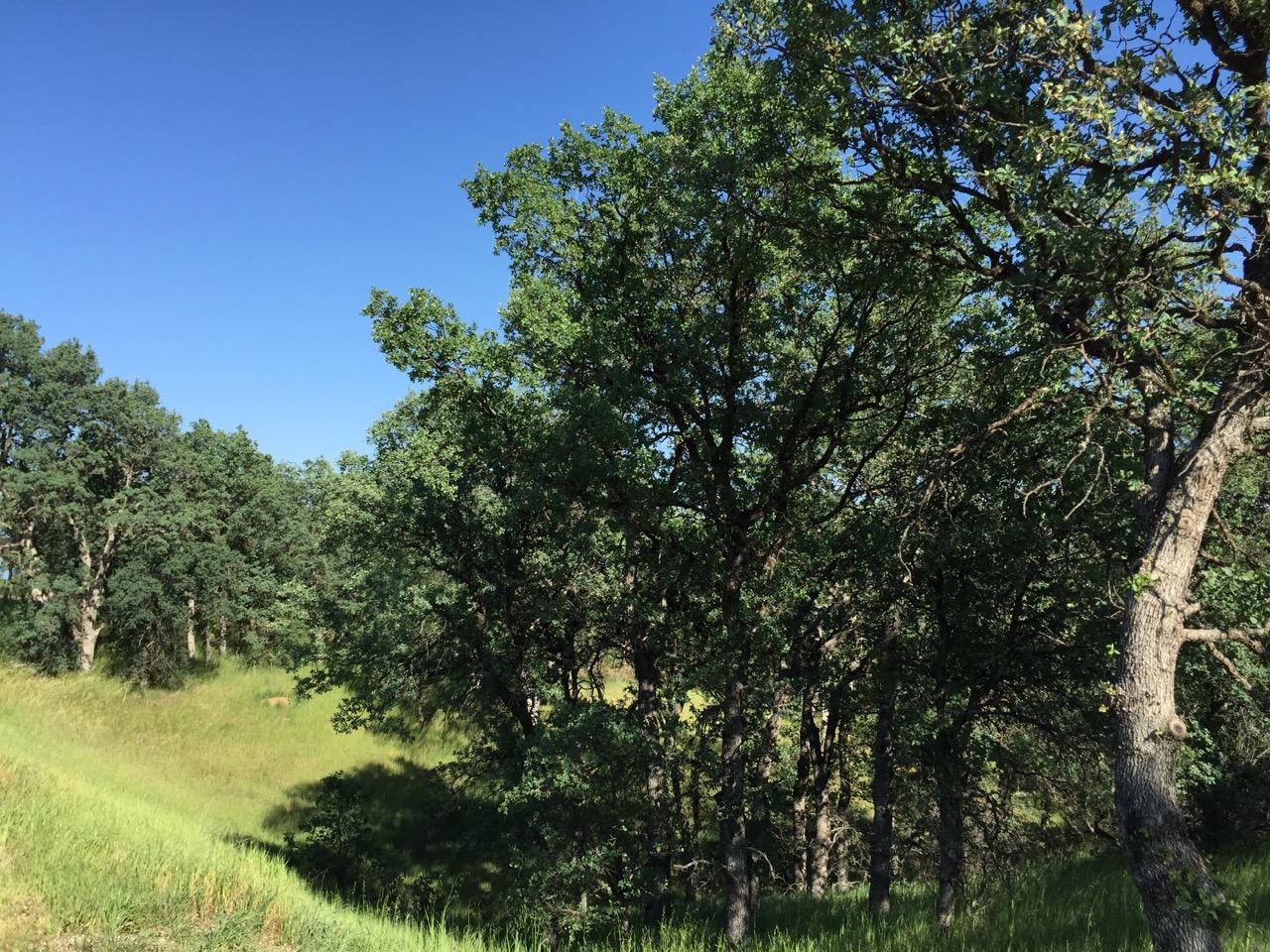 8.69-ac Quail Ridge Road Cottonwood, CA 96022 - Photo 15 of 15 IMG_0271.jpeg