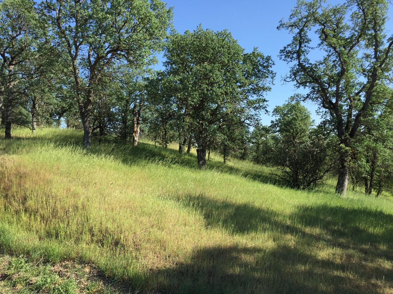 8.69-ac Quail Ridge Road Cottonwood, CA 96022 - Photo 3 of 15 IMG_0259.jpeg
