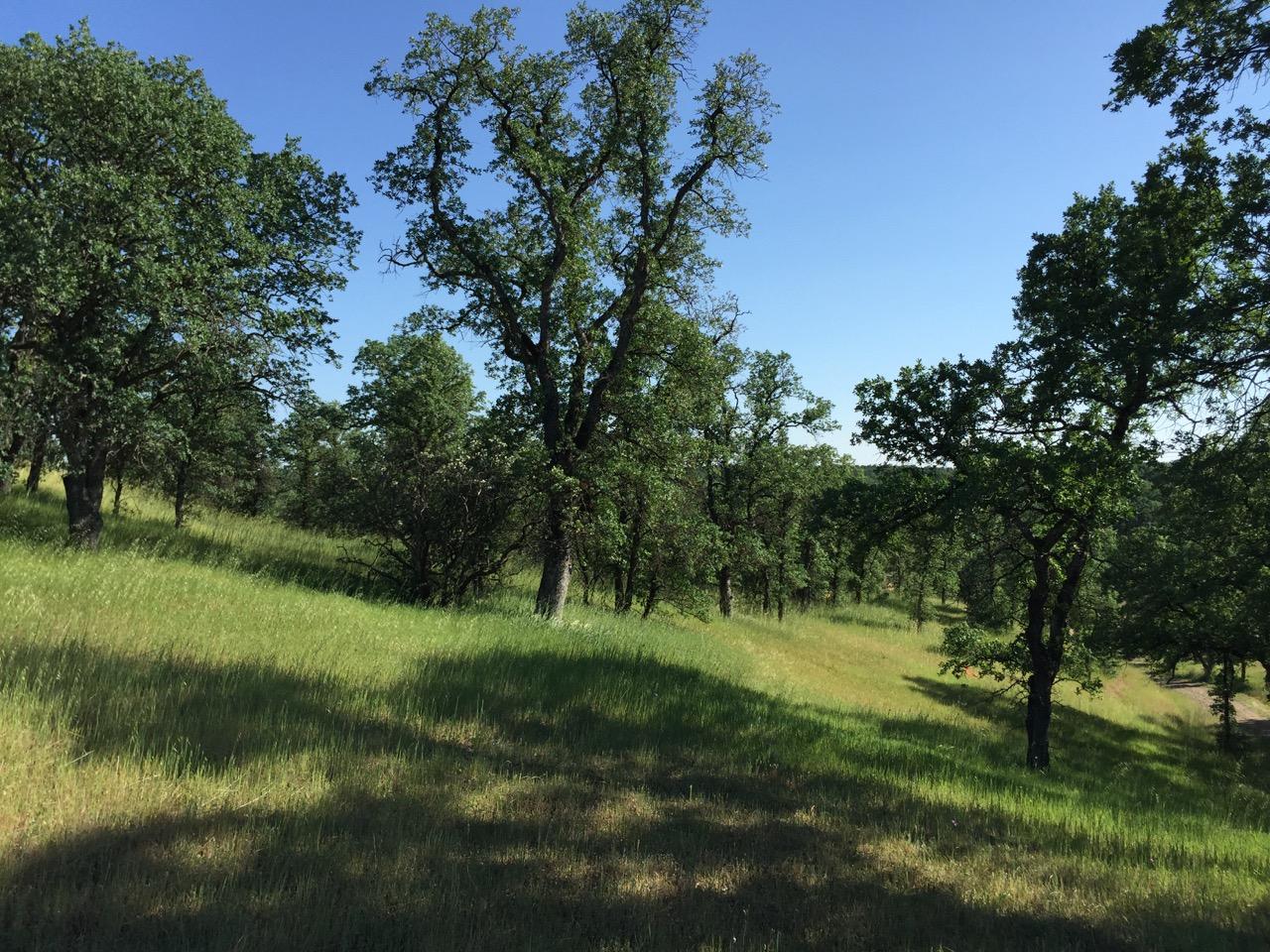 8.69-ac Quail Ridge Road Cottonwood, CA 96022 - Photo 4 of 15 IMG_0258.jpeg