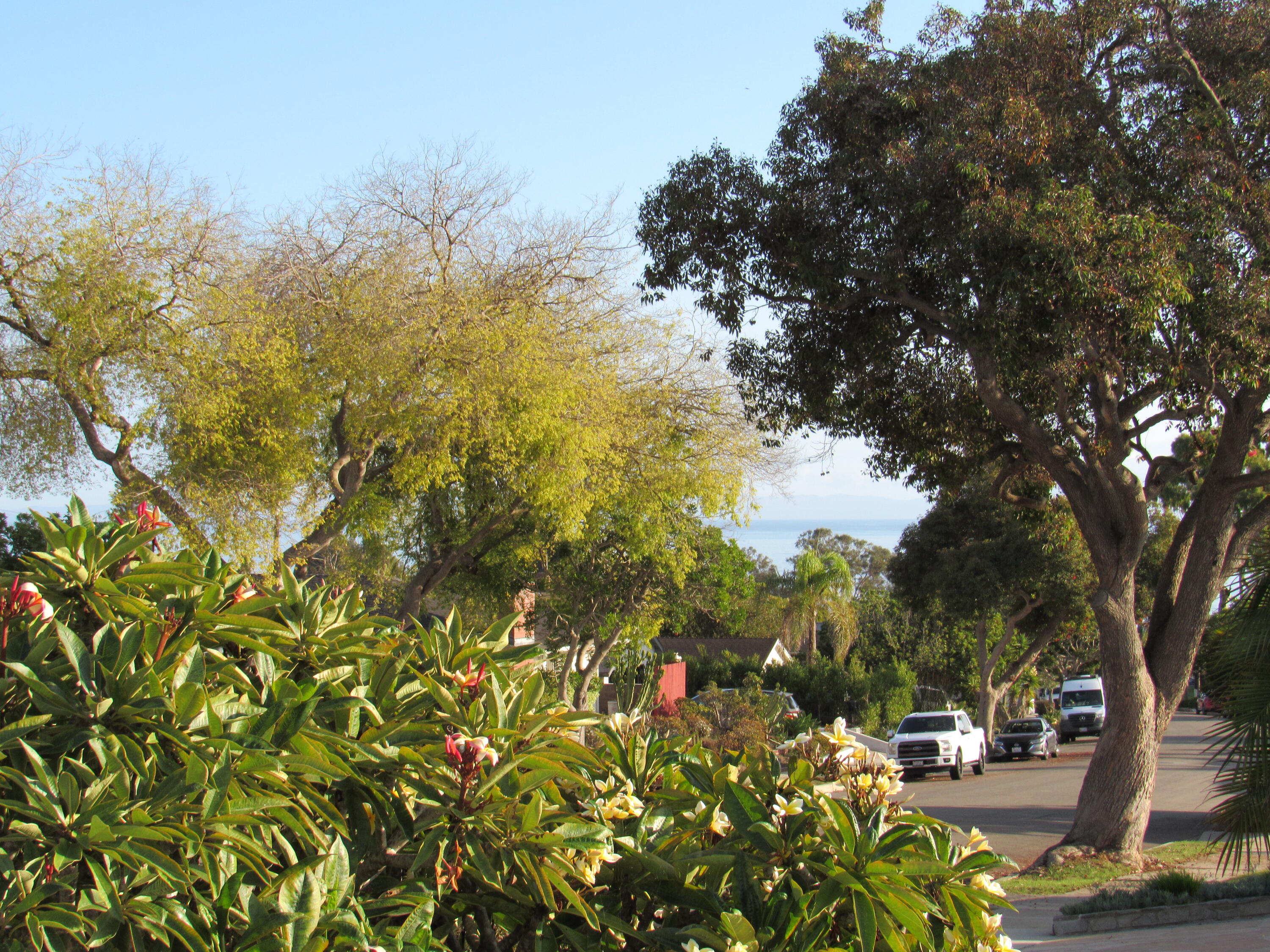 343 Salida Del Sol Santa Barbara, CA 93109 - Photo 18 of 20 a view of yard with green space and trees