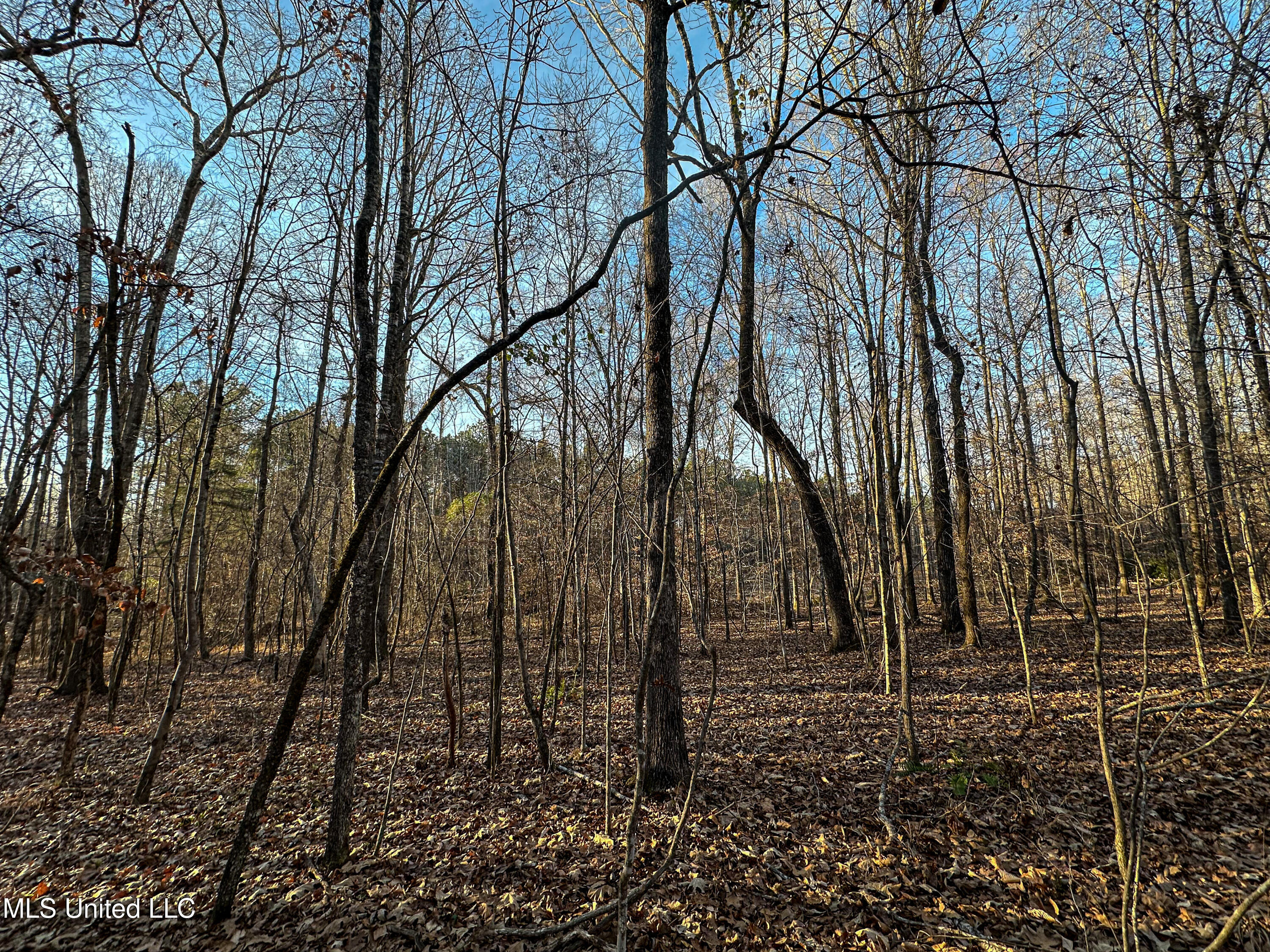 1 Alva Road Eupora, MS 39744 - Photo 21 of 30 IMG_6002