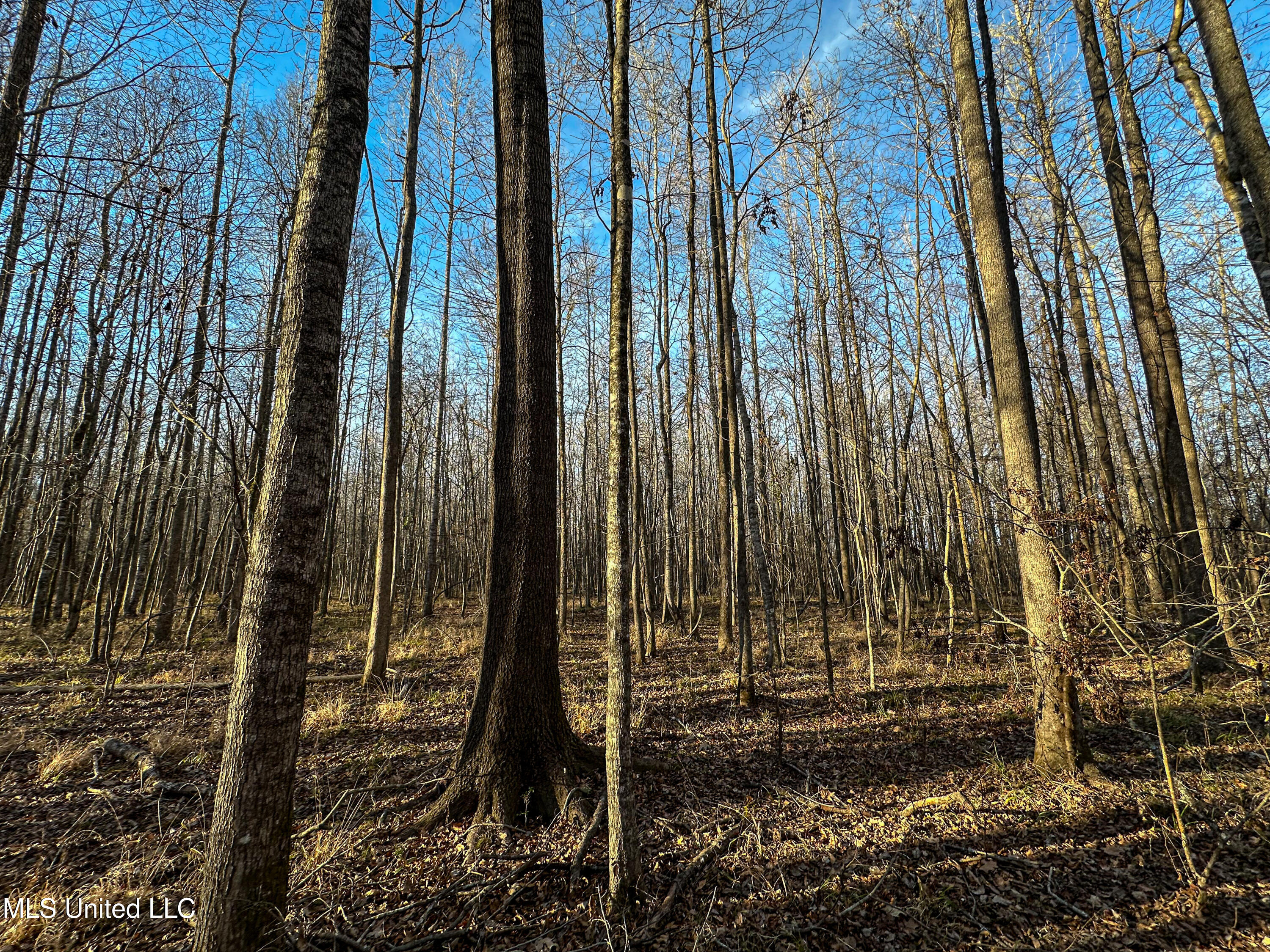 1 Alva Road Eupora, MS 39744 - Photo 29 of 30 IMG_5991