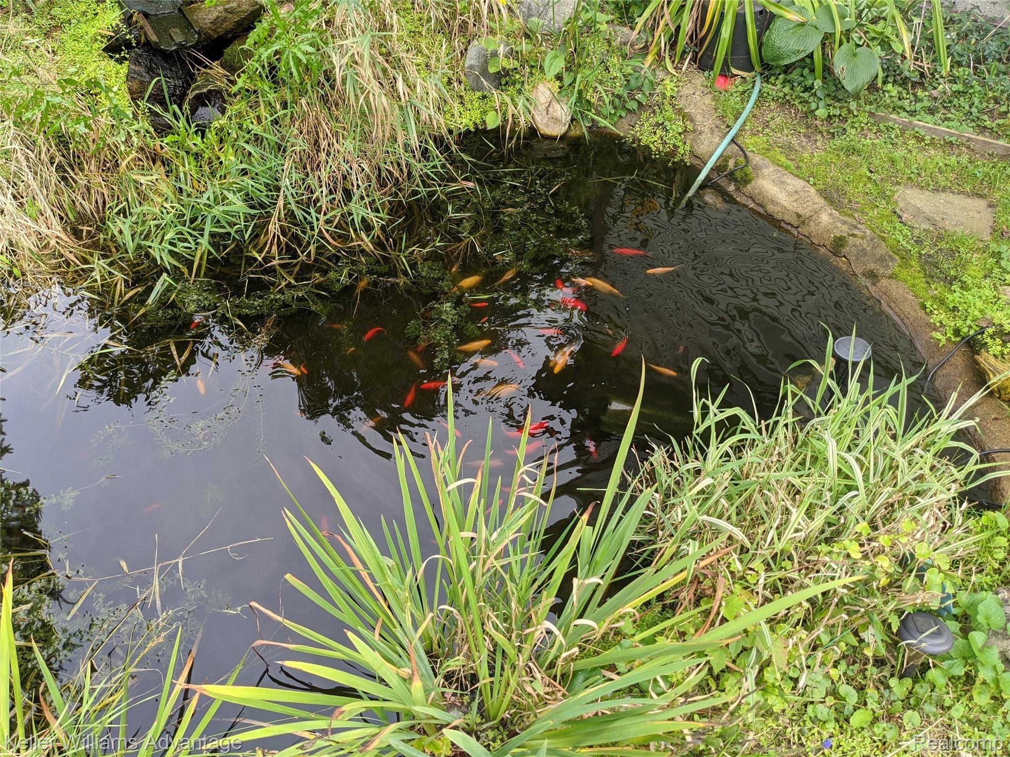 38360 Judd Road Belleville, MI 48111 - Photo 22 of 26 Koi Pond