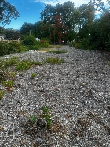 a view of a yard with a tree