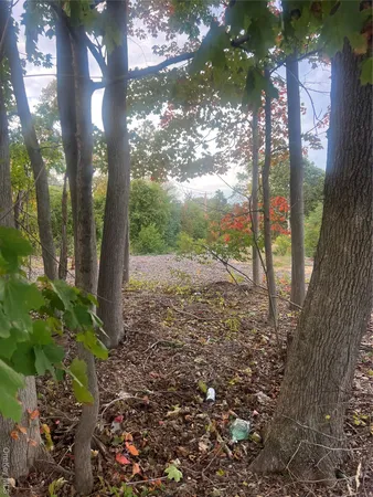 a view of a yard with plants and a large tree