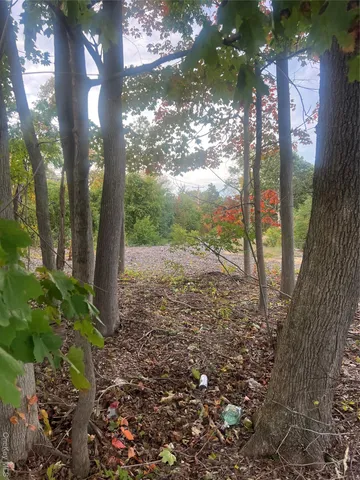 a view of a yard with plants and a large tree