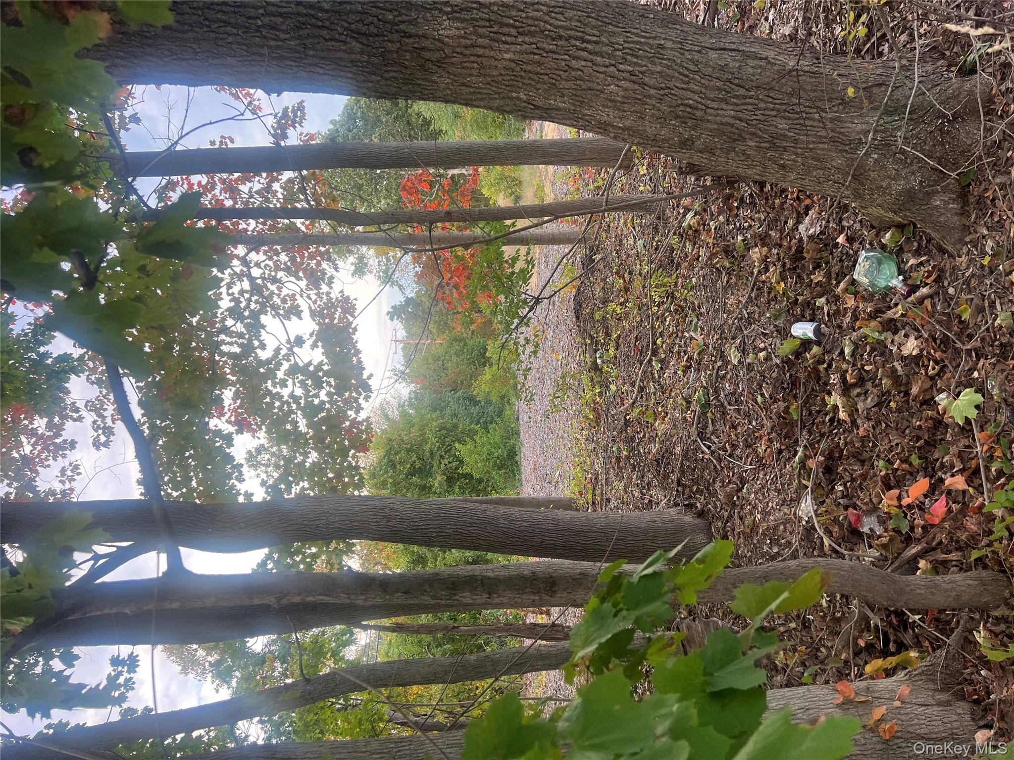 0 Joshuas Path Central Islip, NY 11722 - Photo 8 of 8 a view of a yard with plants and a large tree