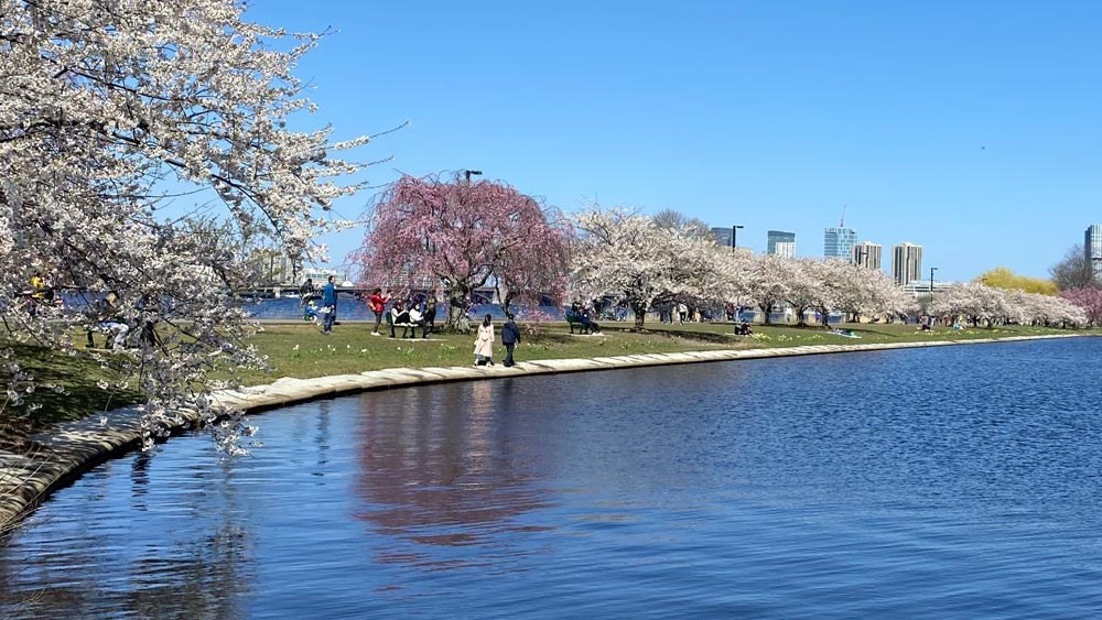 26 Waverly Street, Unit 410 Boston, MA 02135 - Photo 32 of 32 a view of a house with a yard and a large tree