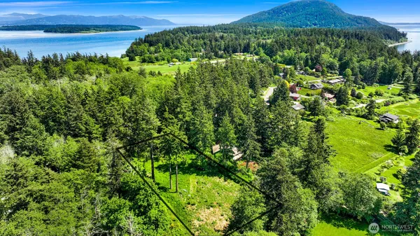 a view of a lush green forest with a lush green forest