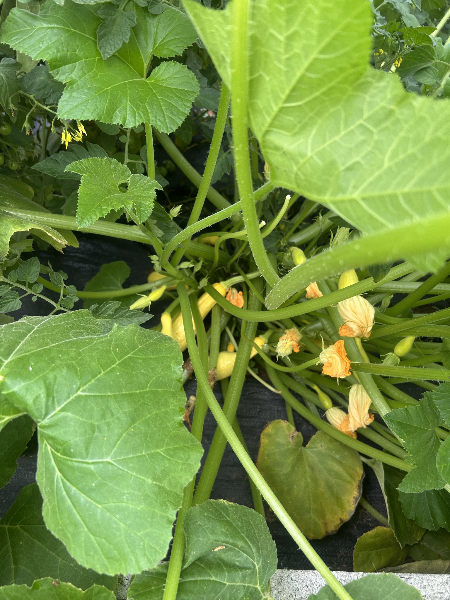 2705 Mc Connell Road Cornersville, TN 37047 - Photo 34 of 41 a view of a plant in a garden