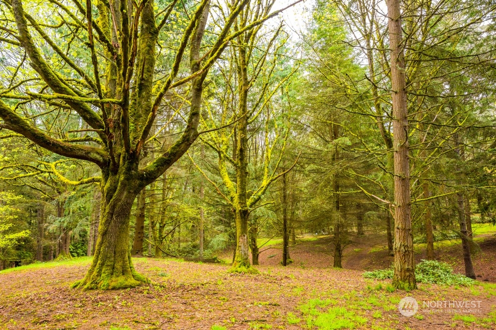 417 North 50th Street Seattle, WA 98103 - Photo 29 of 30 a view of yard covered with trees
