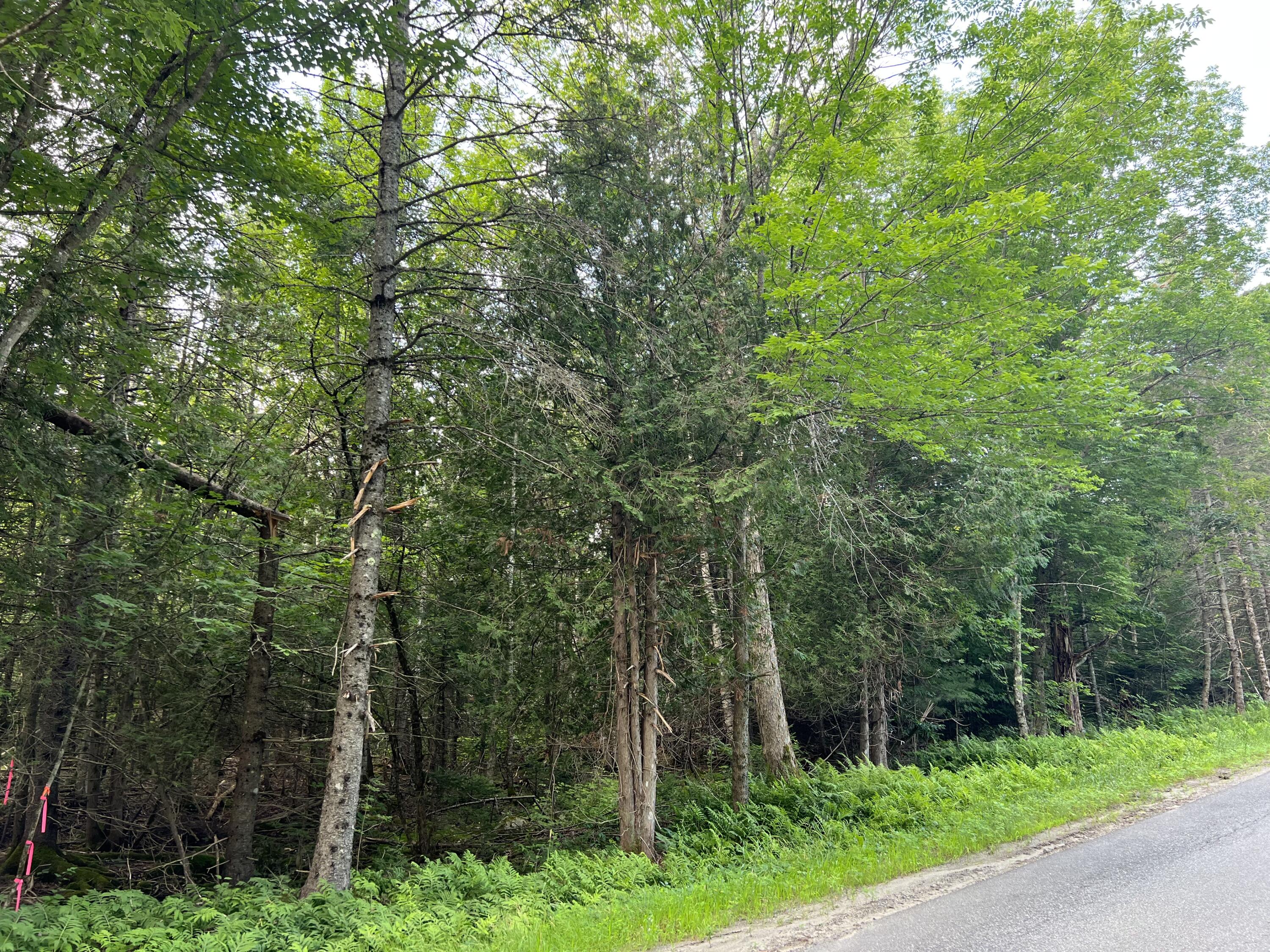4-29-06 Hudson Hill Road Hudson, ME 04449 - Photo 1 of 1 IMG_0851