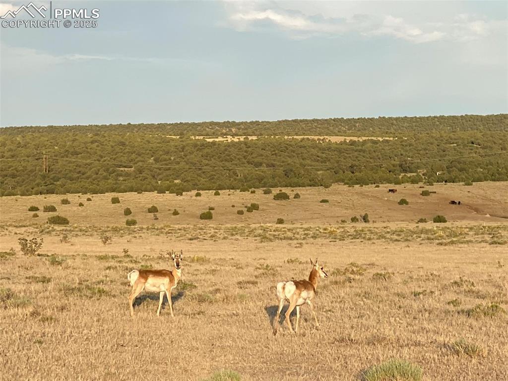 351 County Road La Veta, CO 81055 - Photo 3 of 8 a view of ocean view