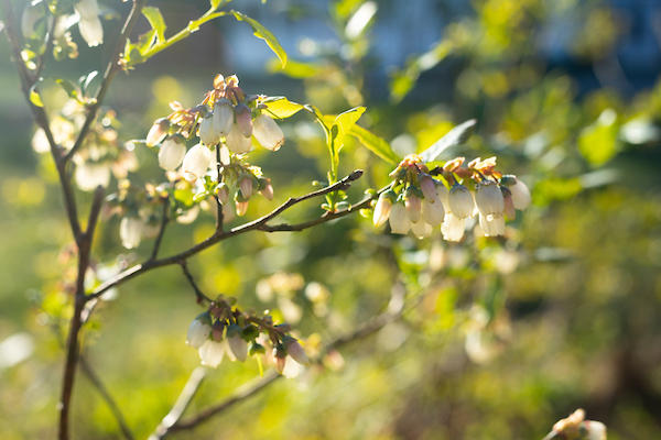 126 West Kingfield Road Kingfield, ME 04947 - Photo 61 of 61 Apple bloosom