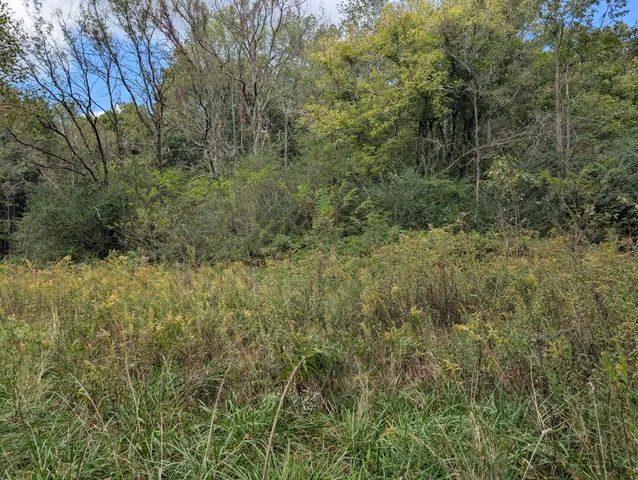 a view of a yard with a tree