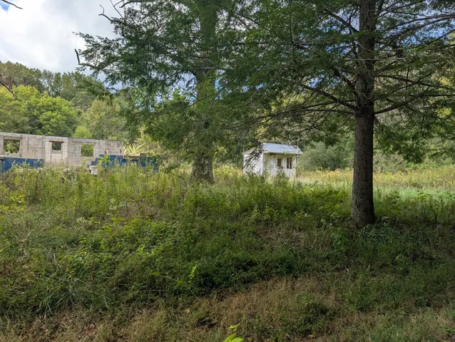 a view of a yard with plants and large trees