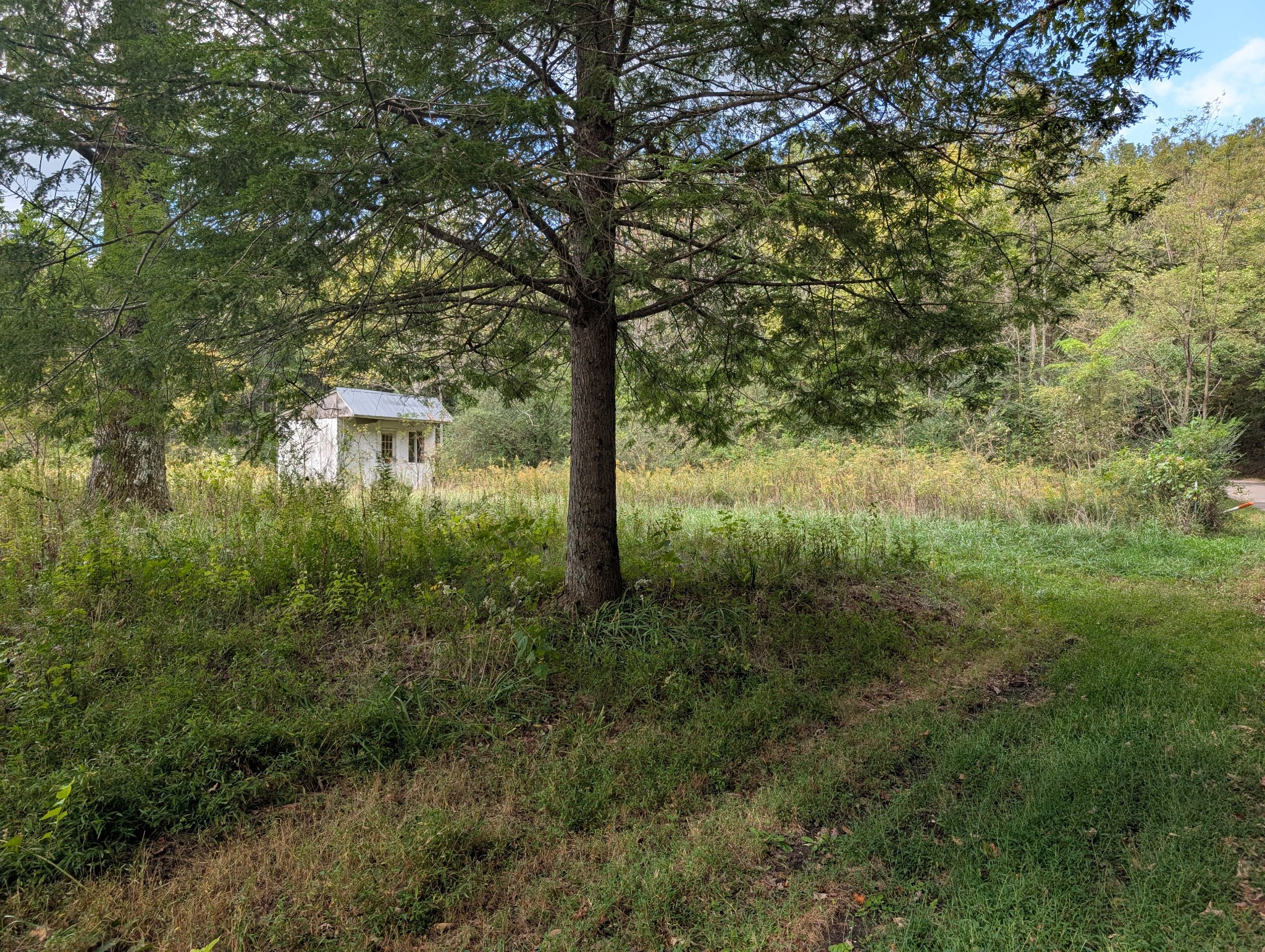 845 Rutledge Street Tracy City, TN 37387 - Photo 9 of 16 a view of a yard with plants and large trees
