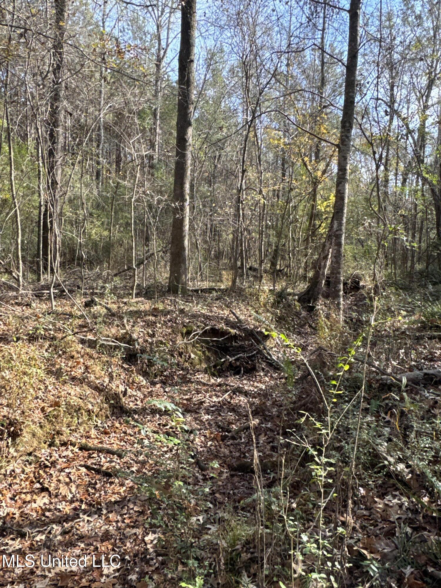 4 Whiddon Road Canton, MS 39046 - Photo 12 of 45 IMG_1609