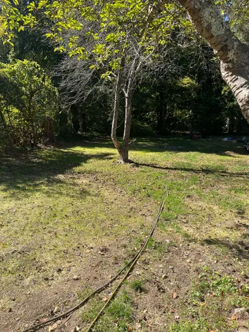 a view of a yard with trees