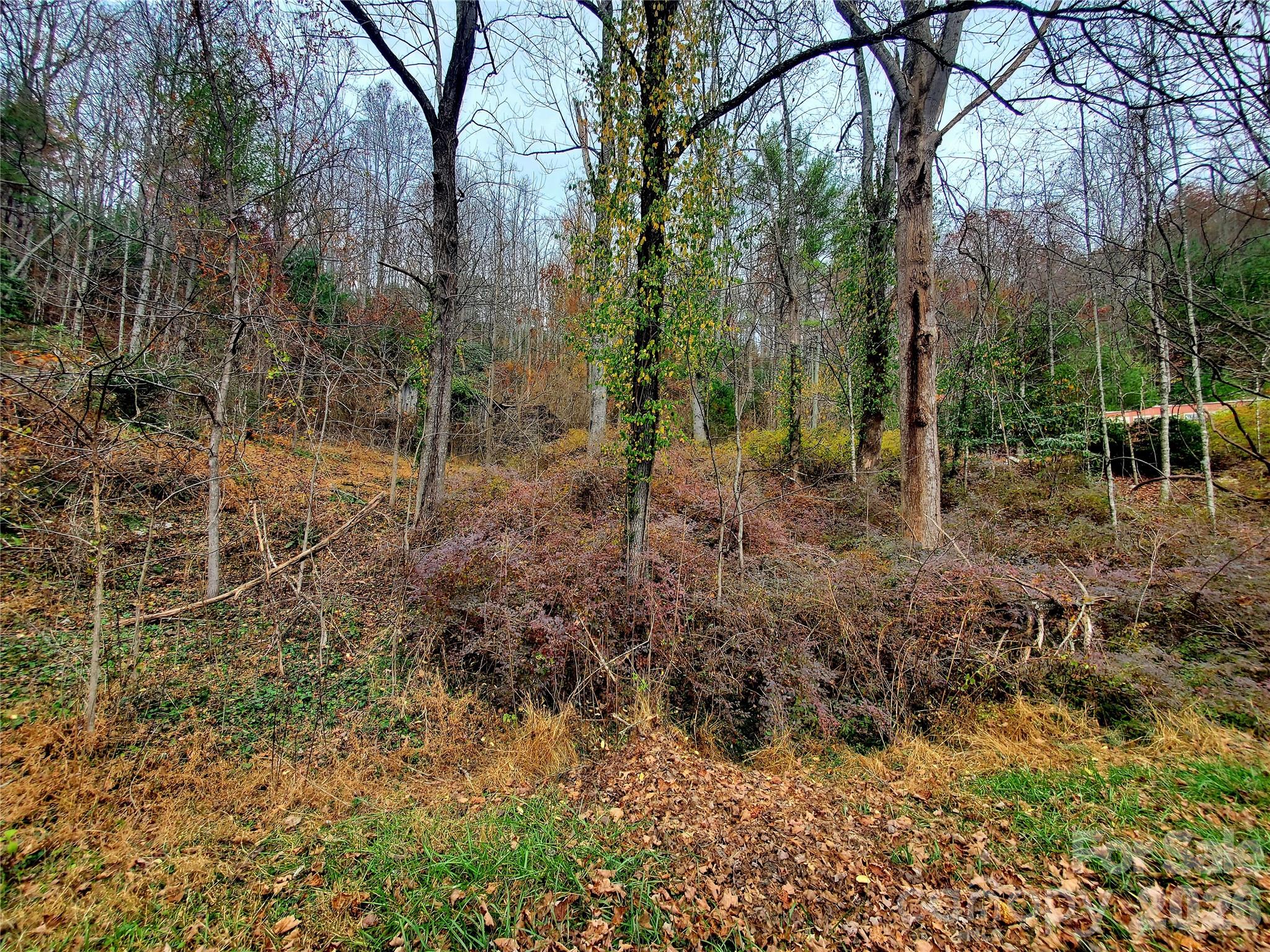 2701 Gouges Creek Road Spruce Pine, NC 28777 - Photo 16 of 20 a view of a forest with trees in the background