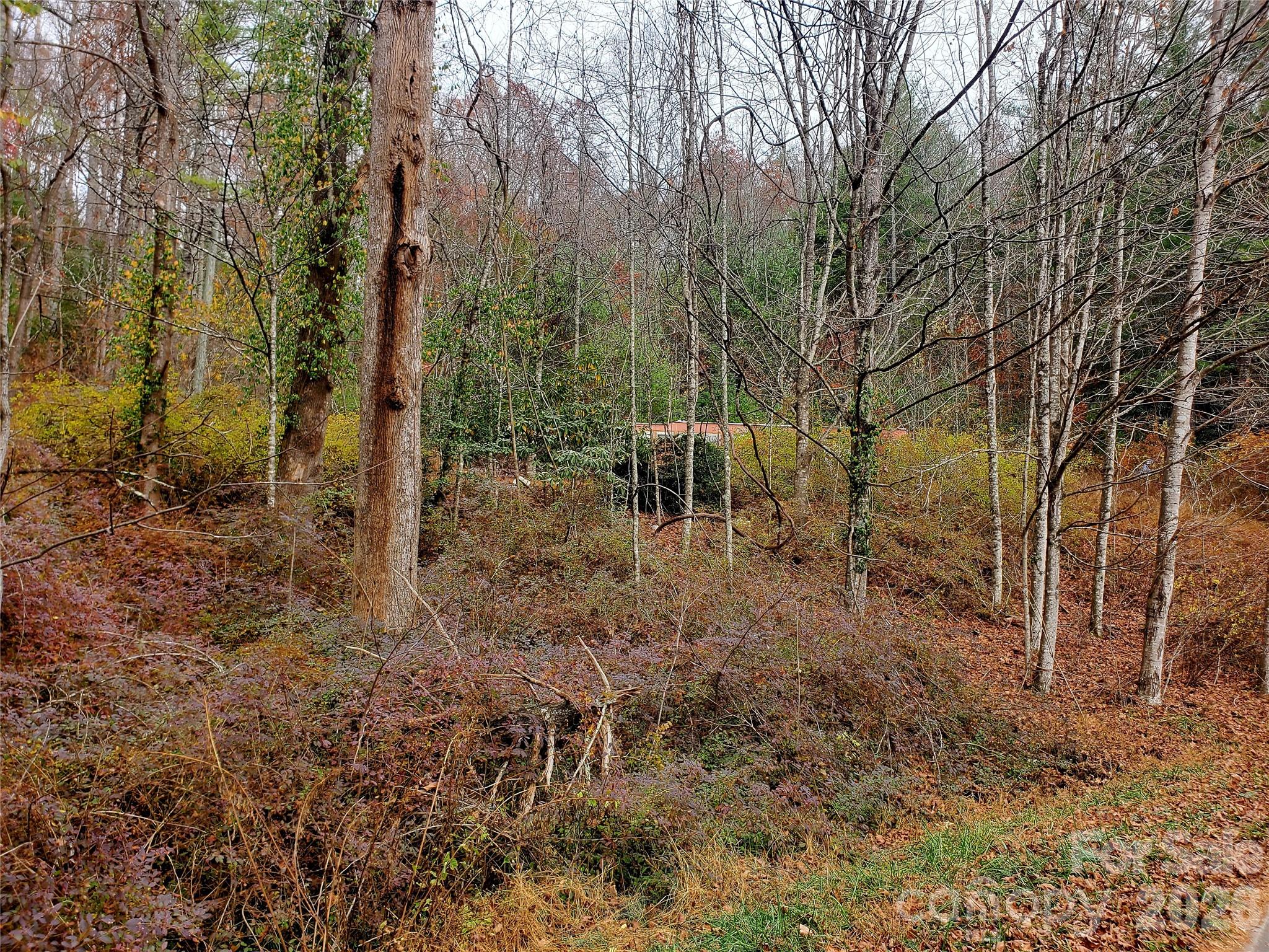 2701 Gouges Creek Road Spruce Pine, NC 28777 - Photo 18 of 20 a view of forest