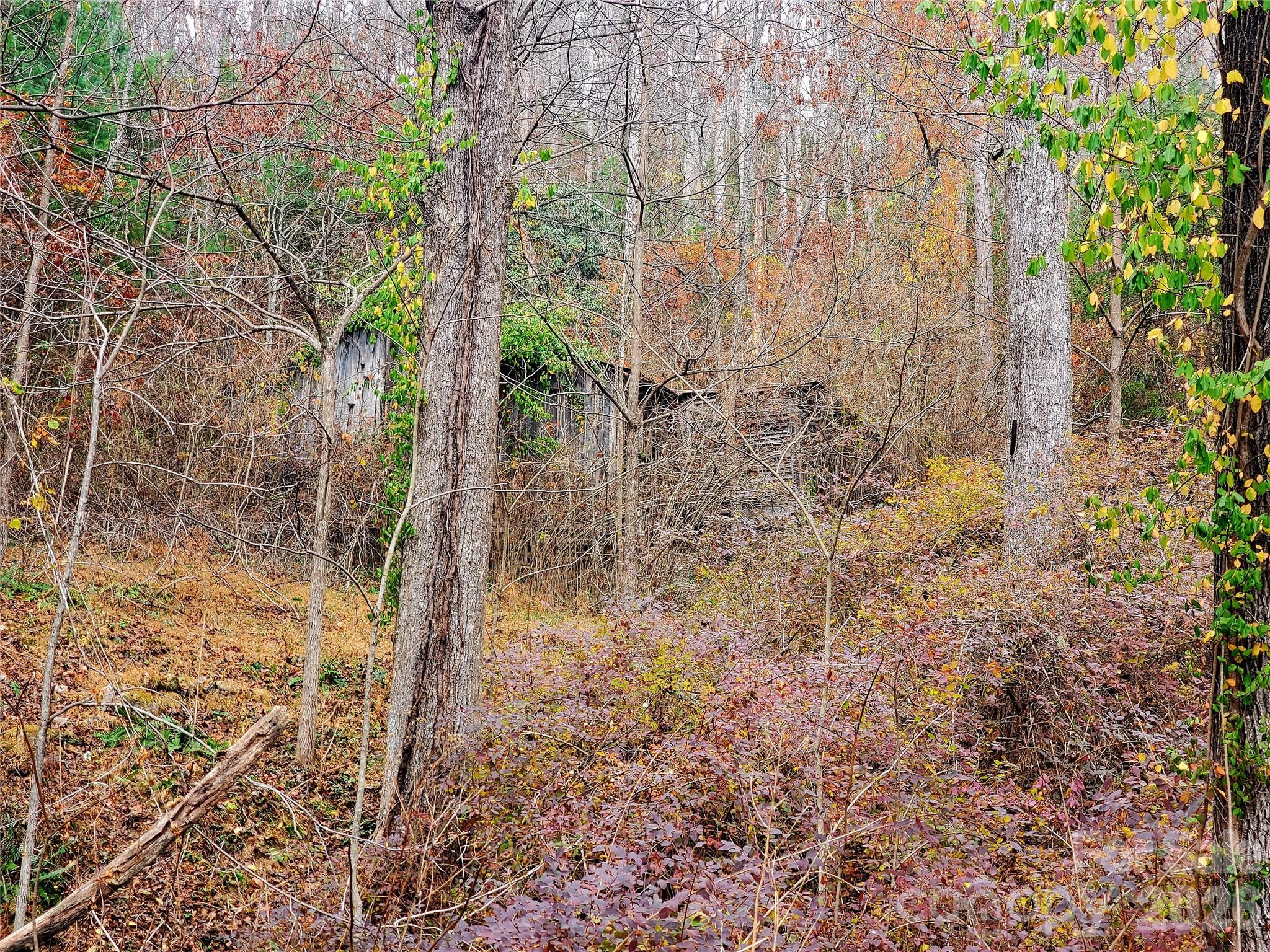 2701 Gouges Creek Road Spruce Pine, NC 28777 - Photo 3 of 20 a close up of a plant in a garden