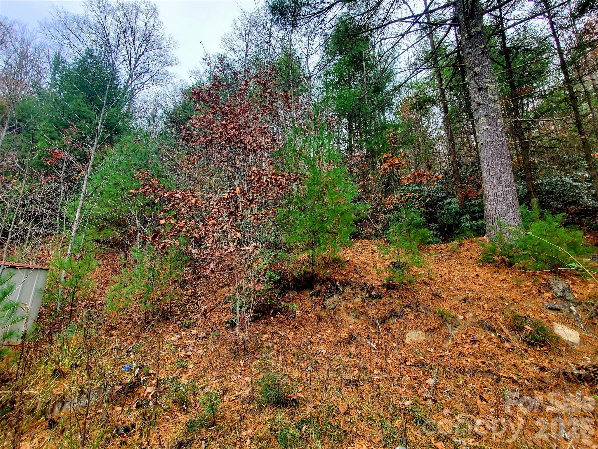 2701 Gouges Creek Road Spruce Pine, NC 28777 - Photo 5 of 20 a view of a forest with plants and trees