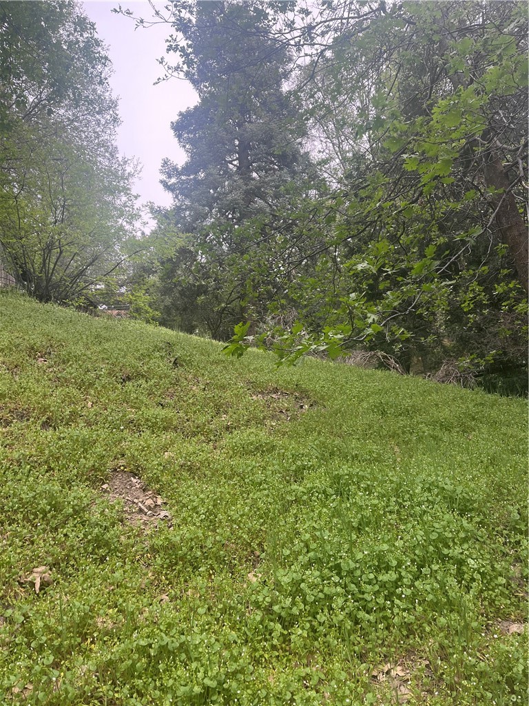 0 Jewel Crestline, CA 92325 - Photo 5 of 7 a view of a big yard with plants and large trees
