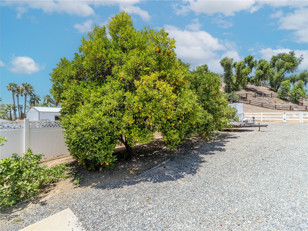 7080 Reche Canyon Road Colton, CA 92324 - Photo 20 of 55 Fruit and citrus trees