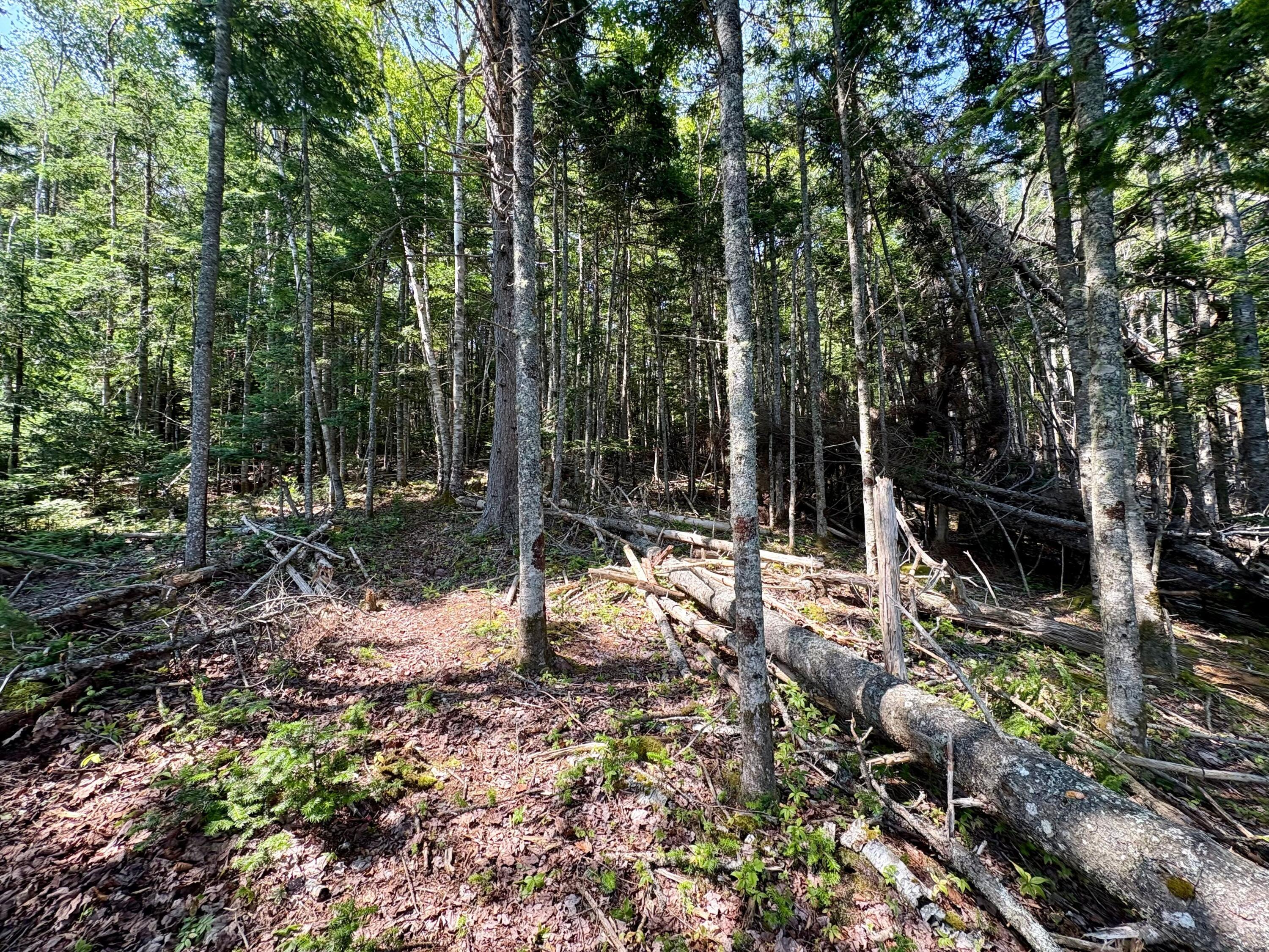 Lot 95 North Duck Cove Road Roque Bluffs, ME 04654 - Photo 11 of 23