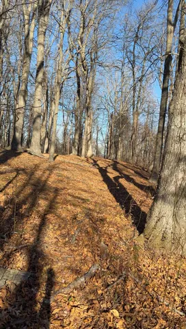 a view of dirt yard with a large tree