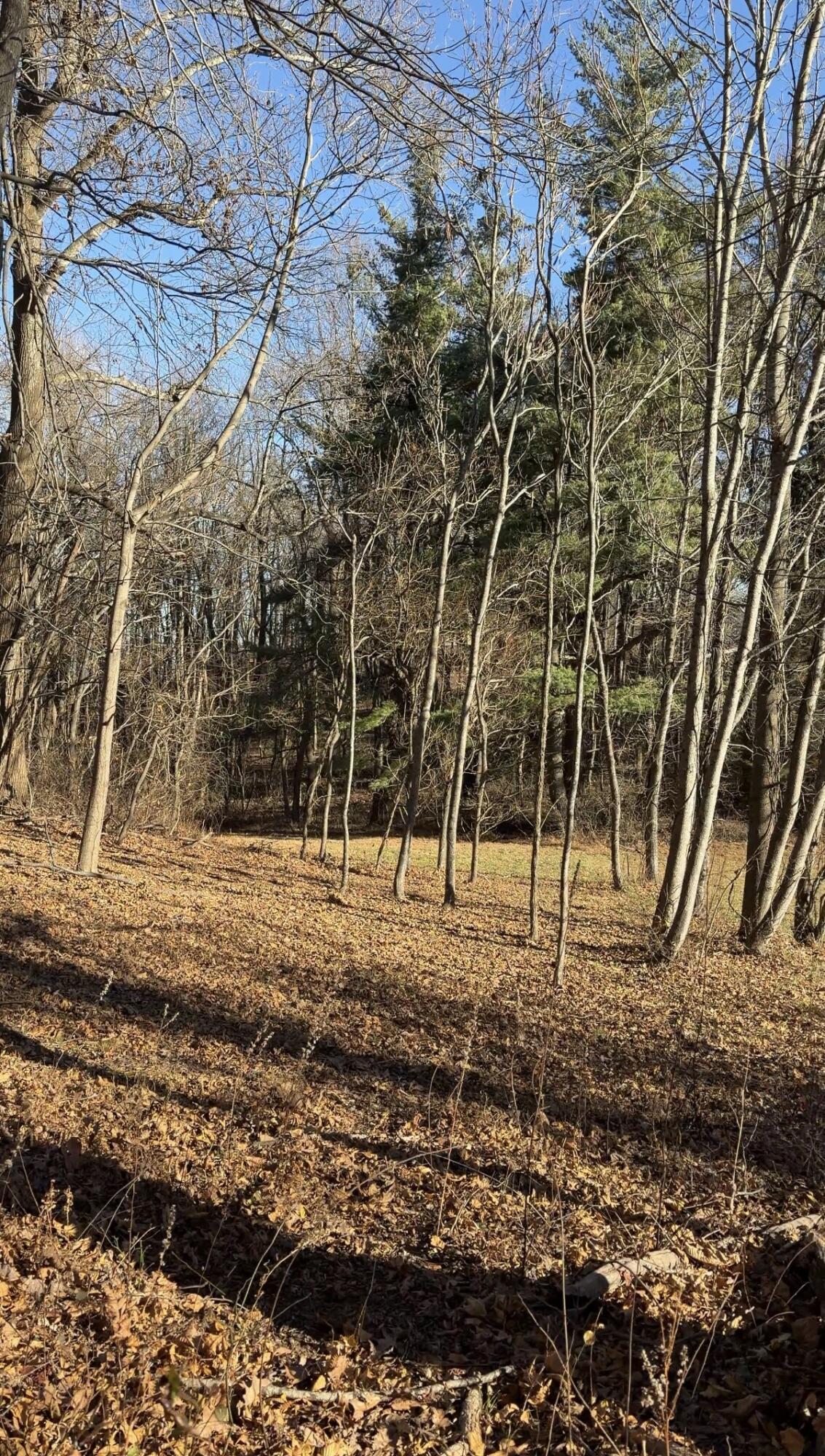 0 Overlook Ridge Drive Southeast Copper Hill, VA 24079 - Photo 14 of 31 a view of a yard with a tree