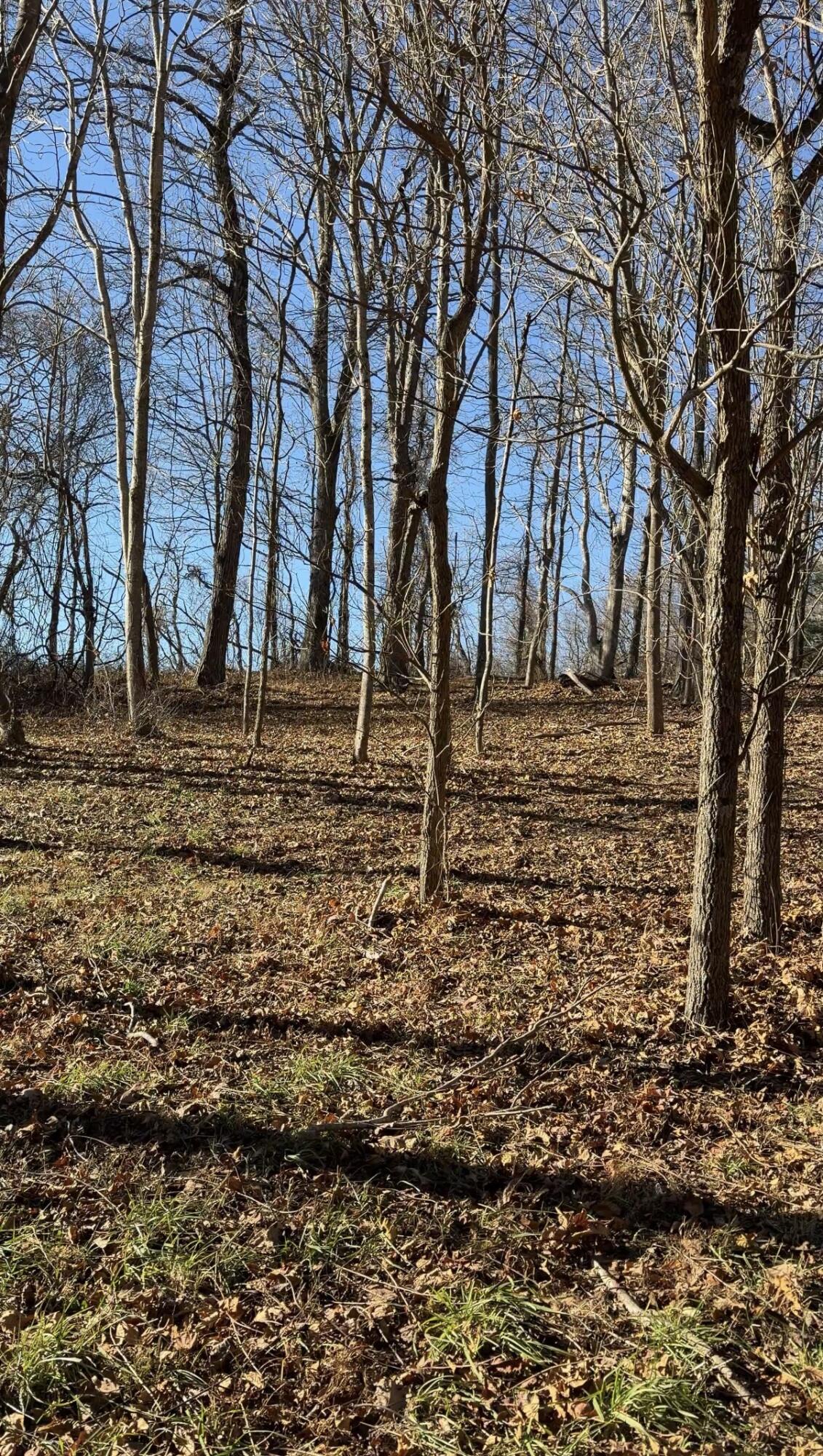 0 Overlook Ridge Drive Southeast Copper Hill, VA 24079 - Photo 16 of 31 a view of dirt yard with a large tree
