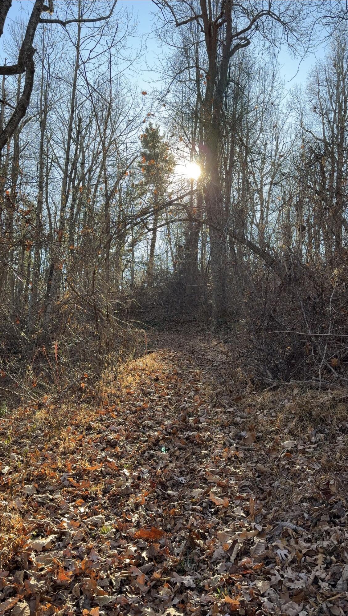 0 Overlook Ridge Drive Southeast Copper Hill, VA 24079 - Photo 18 of 31 a view of a yard with plants and trees