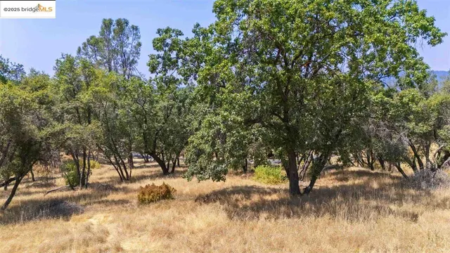 a view of a yard with a tree