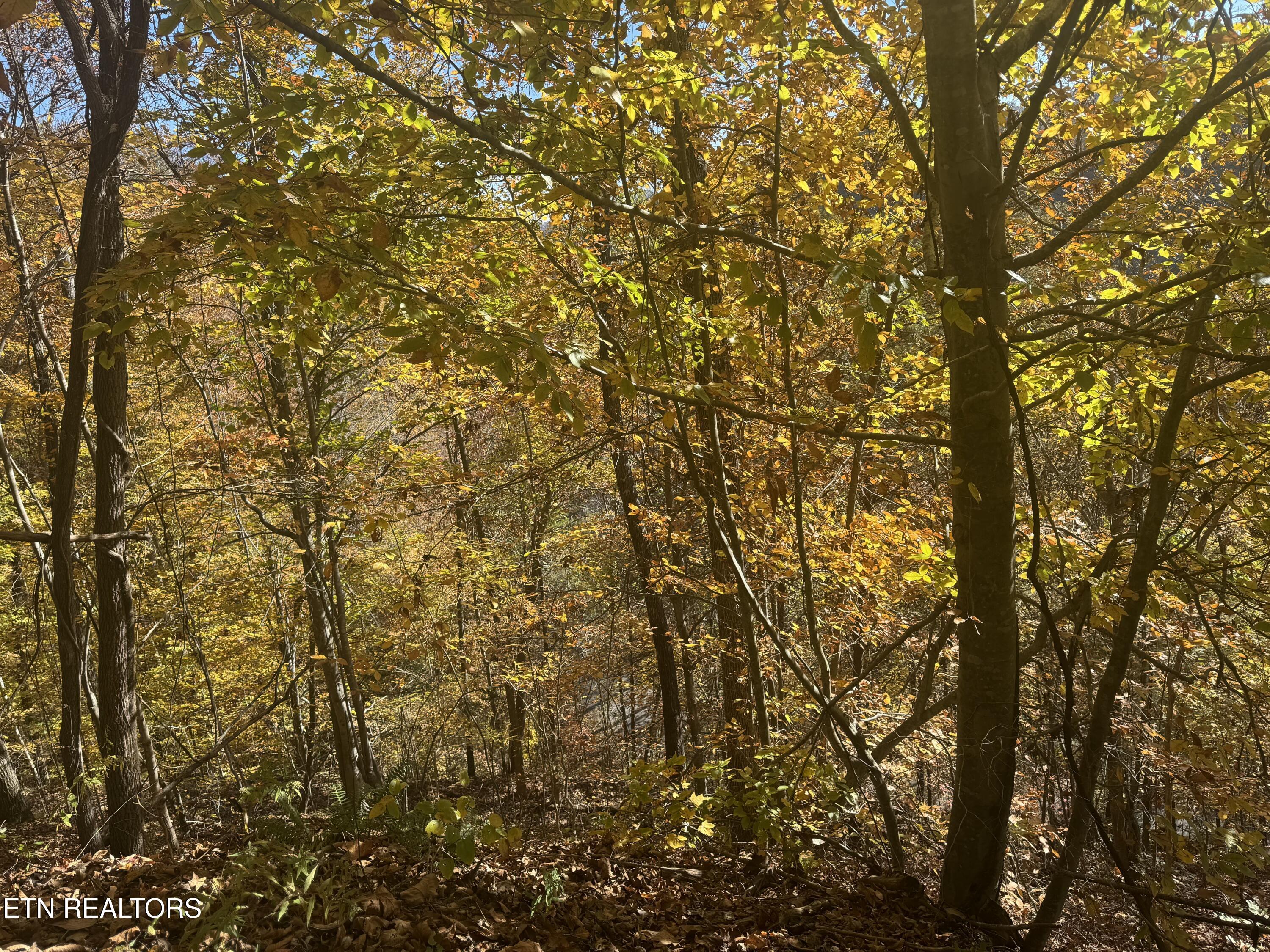 1738 Mountain Shores Road New Tazewell, TN 37825 - Photo 14 of 20 IMG_2214