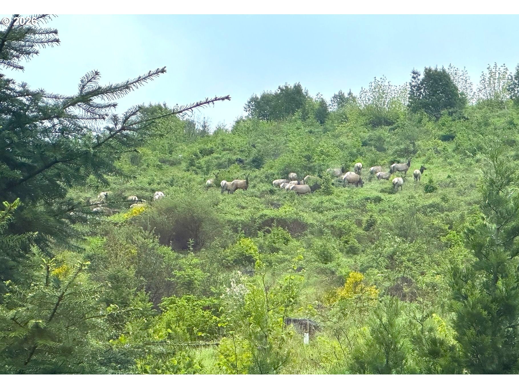 48232 Westoak Road Oakridge, OR 97463 - Photo 5 of 32