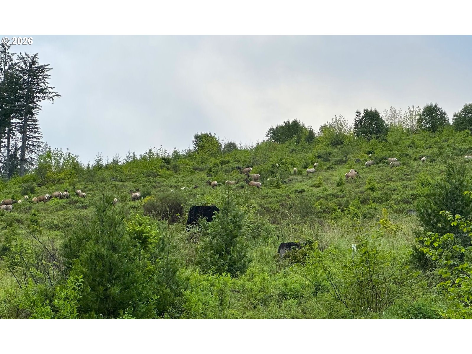 48232 Westoak Road Oakridge, OR 97463 - Photo 6 of 32